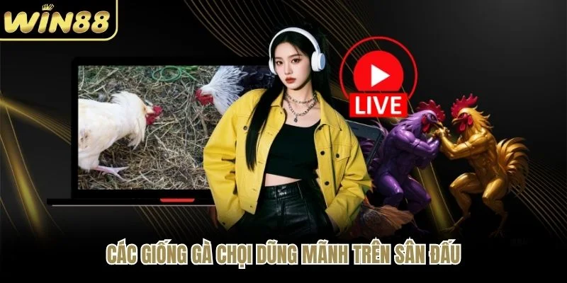 Các giống gà chọi dũng mãnh trên sân đấu