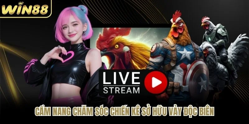 Cẩm nang chăm sóc chiến kê sở hữu vảy độc biên