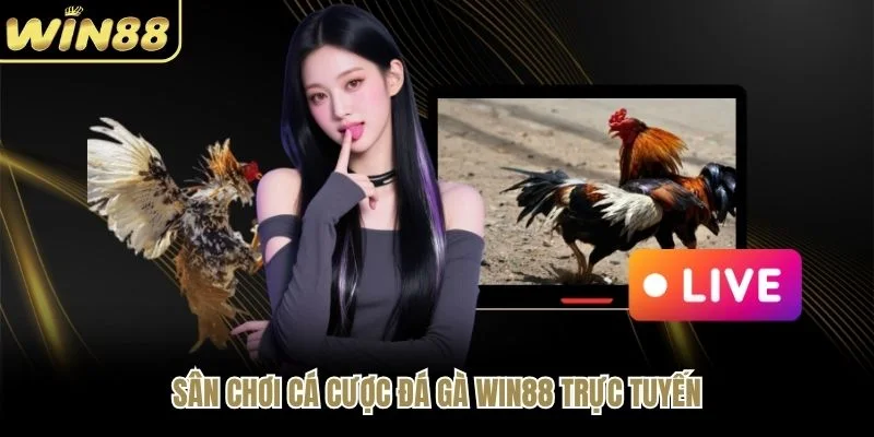 Sân chơi cá cược đá gà WIN88 trực tuyến