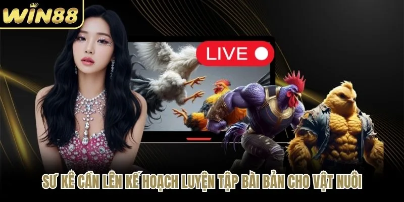 Sư kê cần lên kế hoạch luyện tập bài bản cho vật nuôi