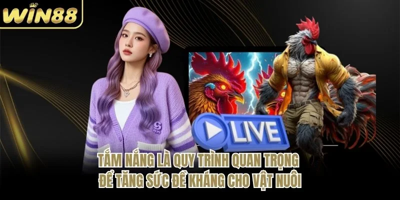 Tắm nắng là quy trình quan trọng để tăng sức đề kháng cho vật nuôi